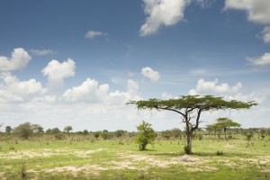 La savane typique de la Tanzanie