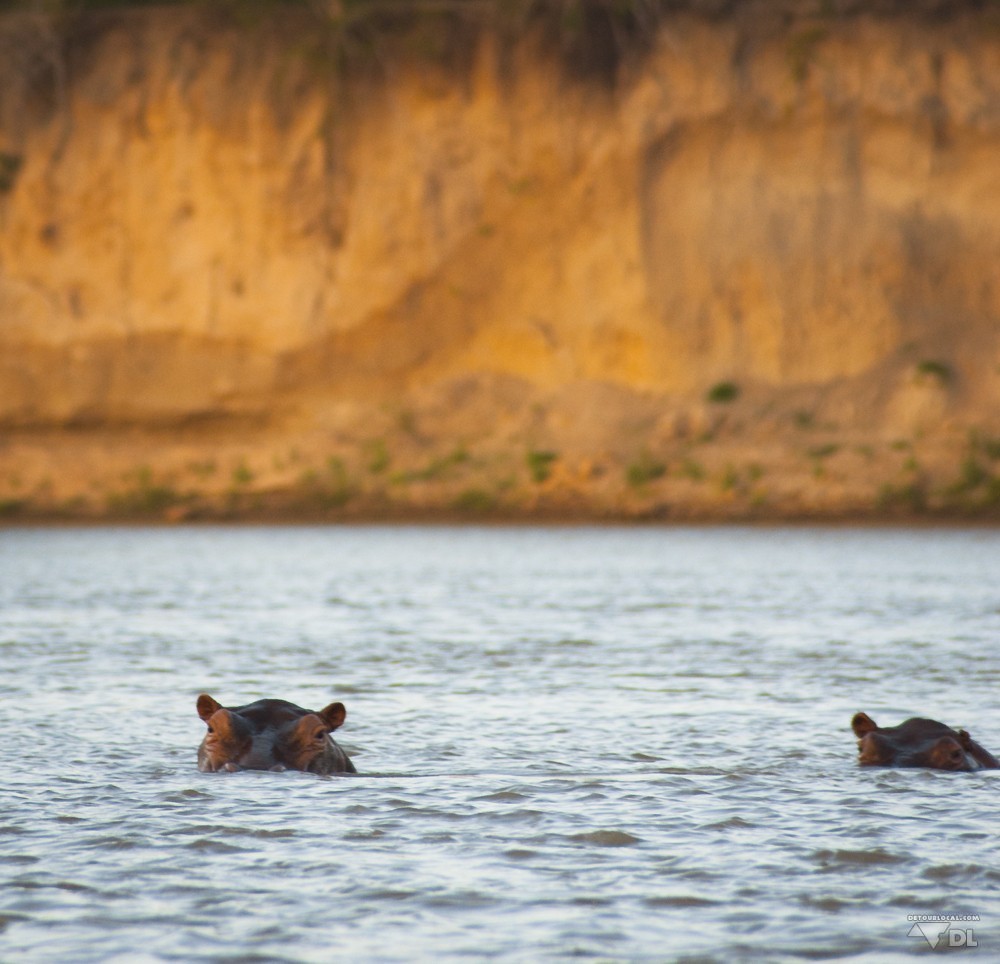safari en bateau à la découverte des hippos
