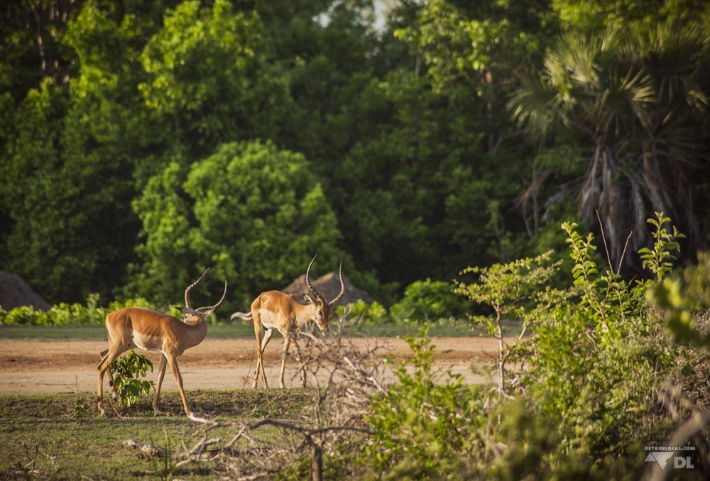 Deux amies gazelles rencontrées lors de notre safari à pied @Selous Game Park