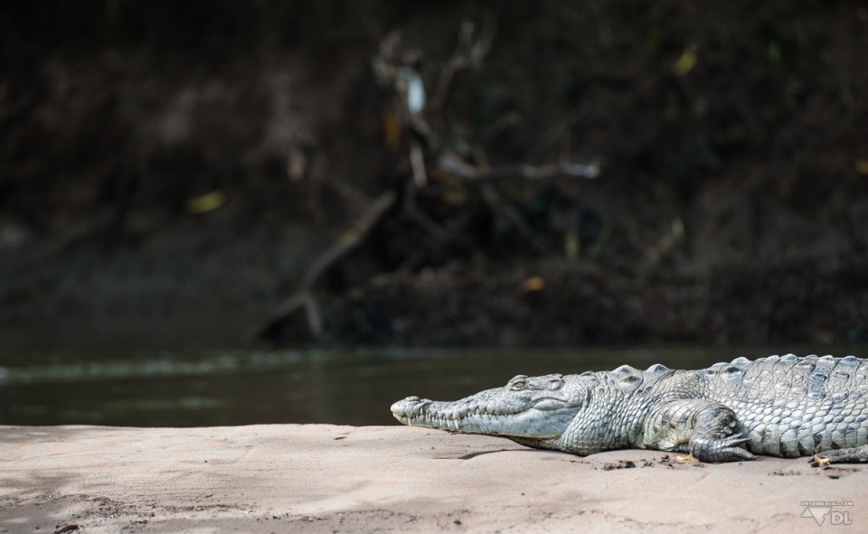 La mangrove et ses crocodiles