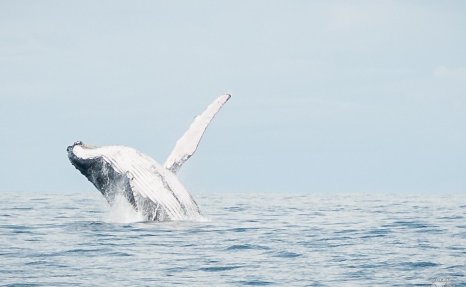 Les excursions à la baleine à Uvita