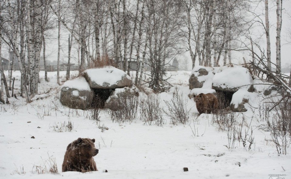 Un ours qui hiberne en hiver, oui et non, ça dépend