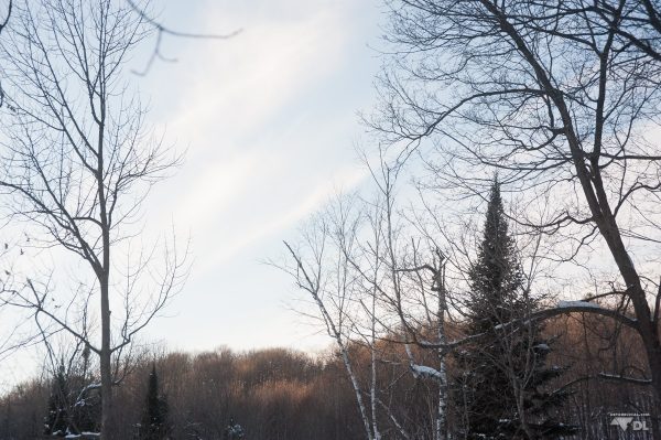 Forêt québécoise par une journée d'hiver bien froide, mais ensoleillée