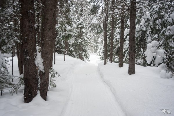 Un sentier en forêt au Québec après un long retour à l'hiver canadien
