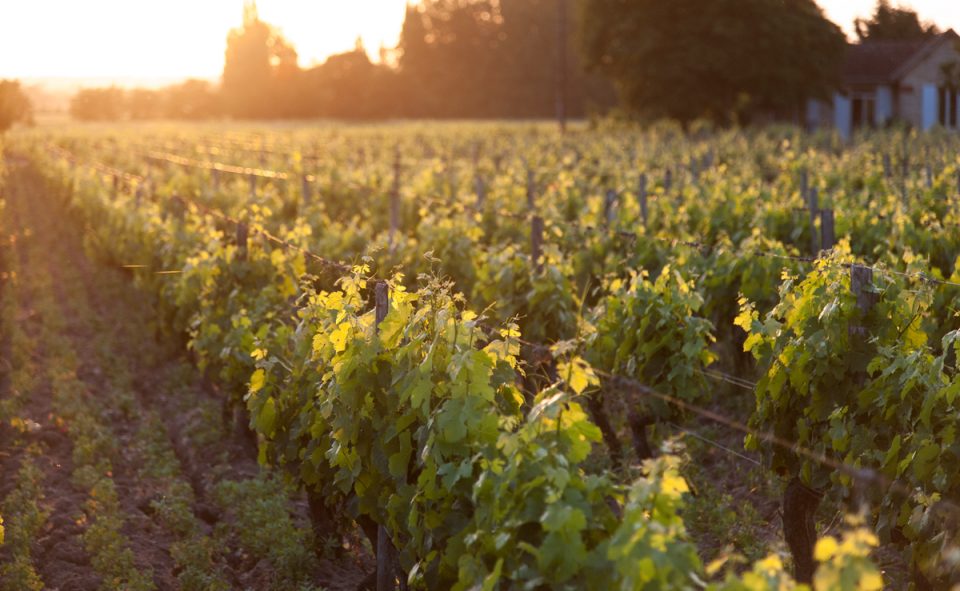 Dormir en van au milieu des vignes dans la région de Bordeaux