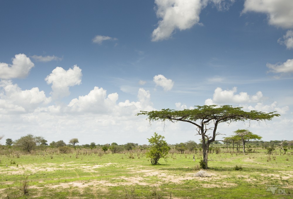 La savane typique de la Tanzanie