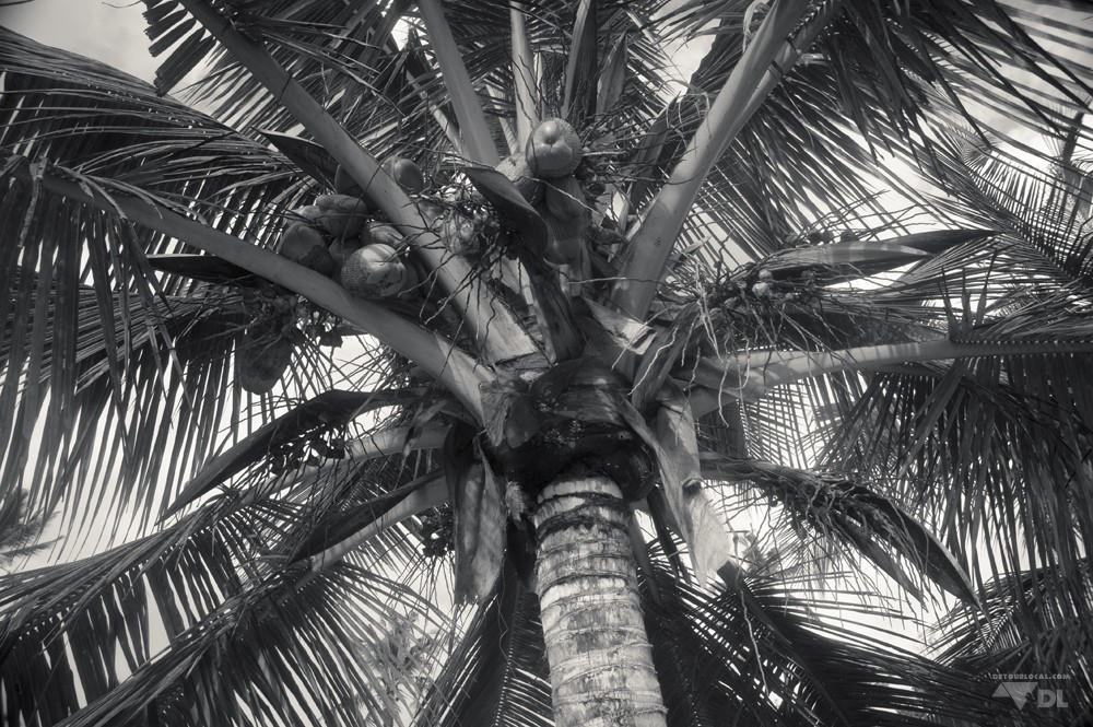 Un des nombreux palmiers sur la plage de Kigamboni