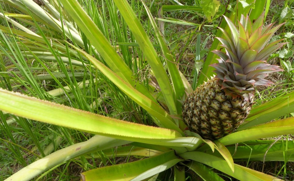Ferme d'ananas en Jamaique