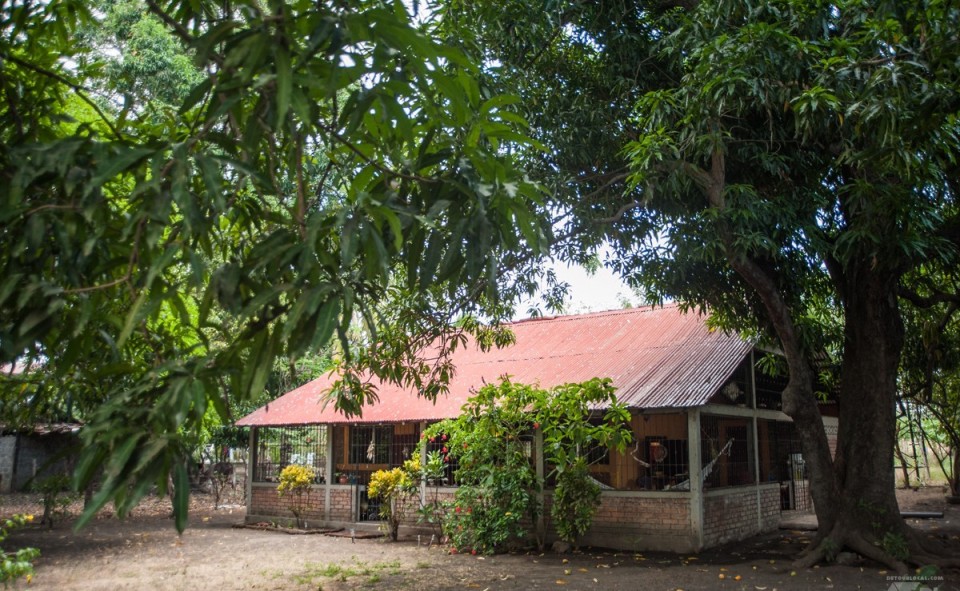 Sous les manguiers se cache notre petite demeure temporaire de l'île d'Ometepe