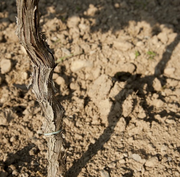 Les terres arides de la région rendent le vin plus coriace et de meilleure qualité