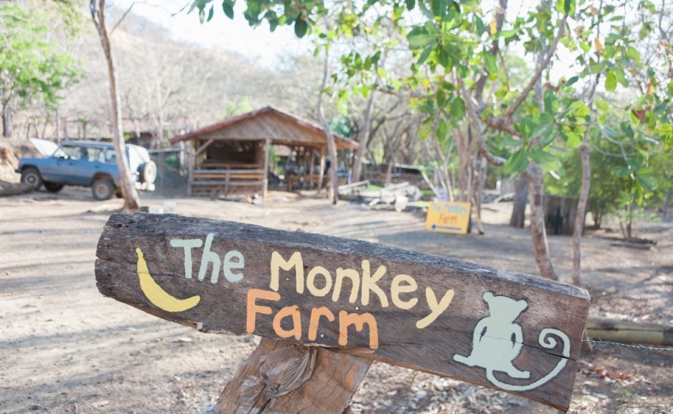 The Monkey Farm