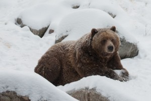 Les ours sortent de leur hibernation pour le temps de la collation