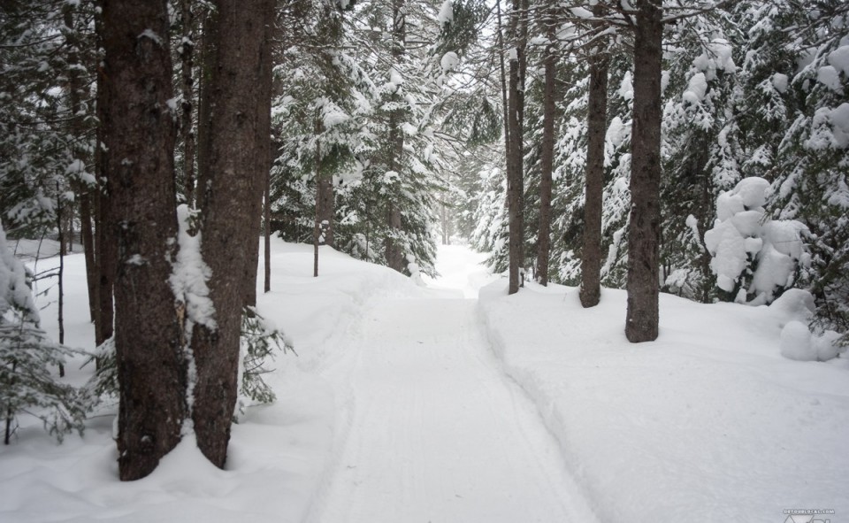Un sentier en forêt au Québec après un long retour à l'hiver canadien
